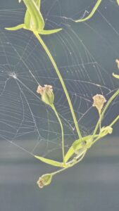 Perfect sunlit spider web with drops of water, next to a flower.
